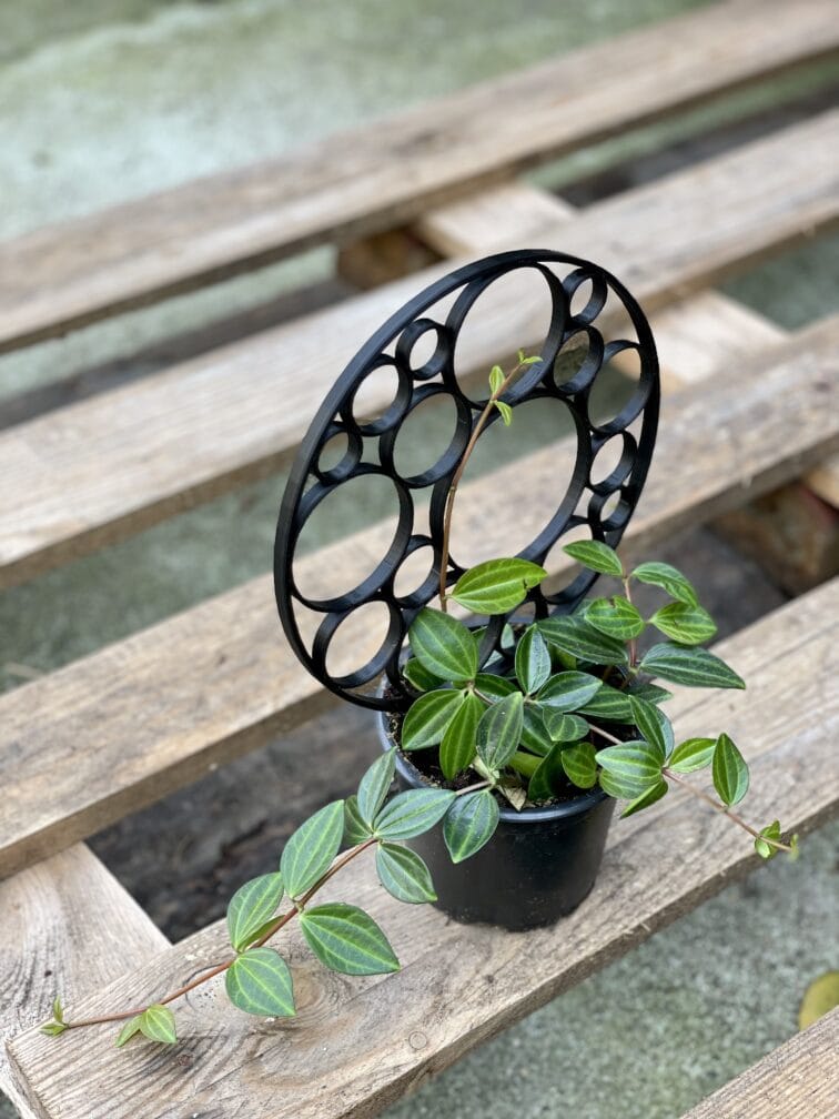 Zdjęcie akcesoria Drabinka Bamboo Wheels Black 24 cm, ujęcie 3
