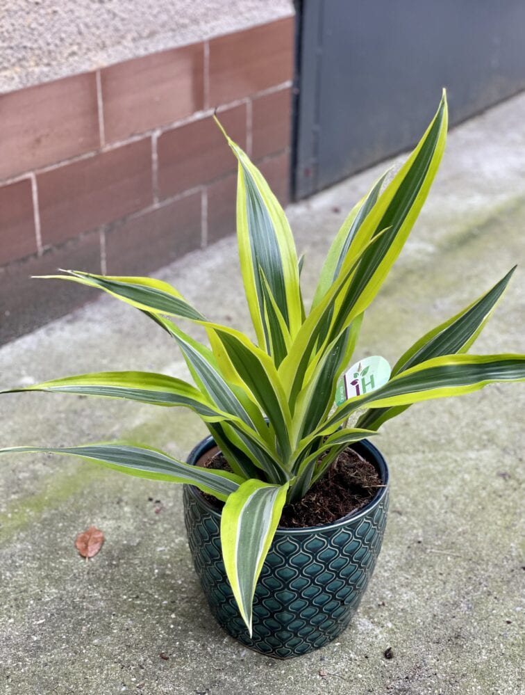 Zdjęcie rośliny Dracaena Lemon Lime, ujęcie 1