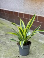 Zdjęcie rośliny Dracaena Lemon Lime, ujęcie 2