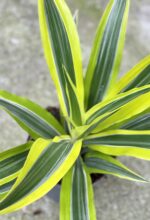 Zdjęcie rośliny Dracaena Lemon Lime, ujęcie 3