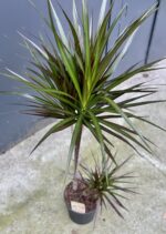 Zdjęcie rośliny Dracaena marginata Magenta, ujęcie 1