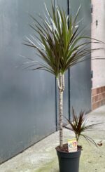 Zdjęcie rośliny Dracaena marginata Magenta, ujęcie 2