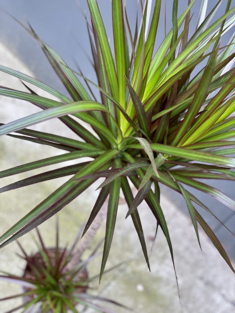 Zdjęcie rośliny Dracaena marginata Magenta, ujęcie 3