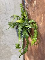 Zdjęcie rośliny Epiphyllum anguliger, ujęcie 2