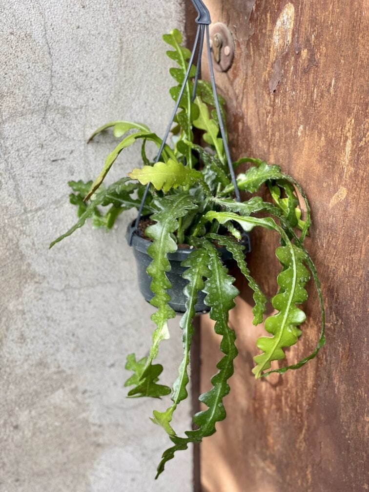 Zdjęcie rośliny Epiphyllum anguliger, ujęcie 2