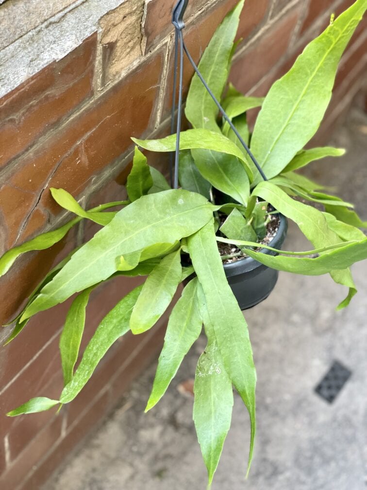 Zdjęcie rośliny Epiphyllum pumillum, ujęcie 2