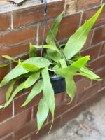 Zdjęcie rośliny Epiphyllum pumillum, ujęcie 3