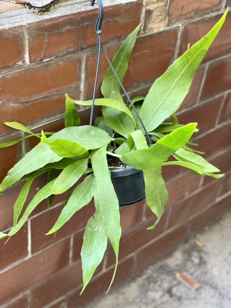 Zdjęcie rośliny Epiphyllum pumillum, ujęcie 3