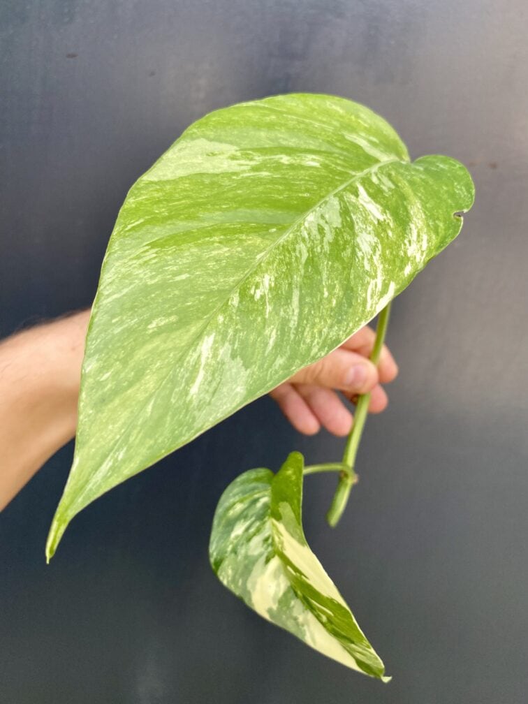 epipremnum-pinnatum-albo-variegata-sadzonka-szczytowa-cieta_1x10-1_1631699819.jpg Zdjęcie rośliny Epipremnum pinnatum albo variegata - sadzonka szczytowa cięta, ujęcie 1