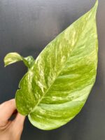 Zdjęcie rośliny Epipremnum pinnatum albo variegata - sadzonka szczytowa cięta, ujęcie 2