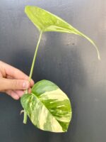 Zdjęcie rośliny Epipremnum pinnatum albo variegata - sadzonka szczytowa cięta, ujęcie 3