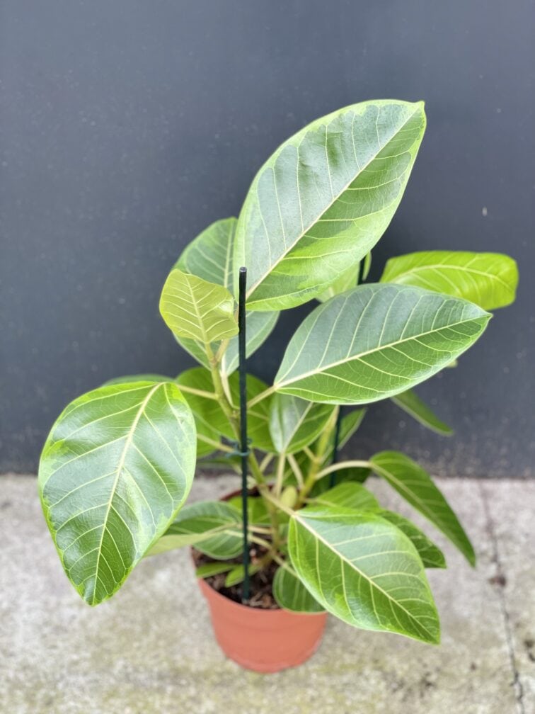 ficus-altissima_19x75-1_1632897849.jpg Zdjęcie rośliny Ficus Altissima, ujęcie 1