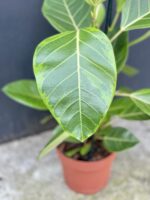 Zdjęcie rośliny Ficus Altissima, ujęcie 2
