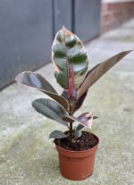 Zdjęcie rośliny Ficus Belize, ujęcie 2