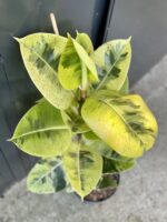 Zdjęcie rośliny Ficus elastica Moonshine, ujęcie 1
