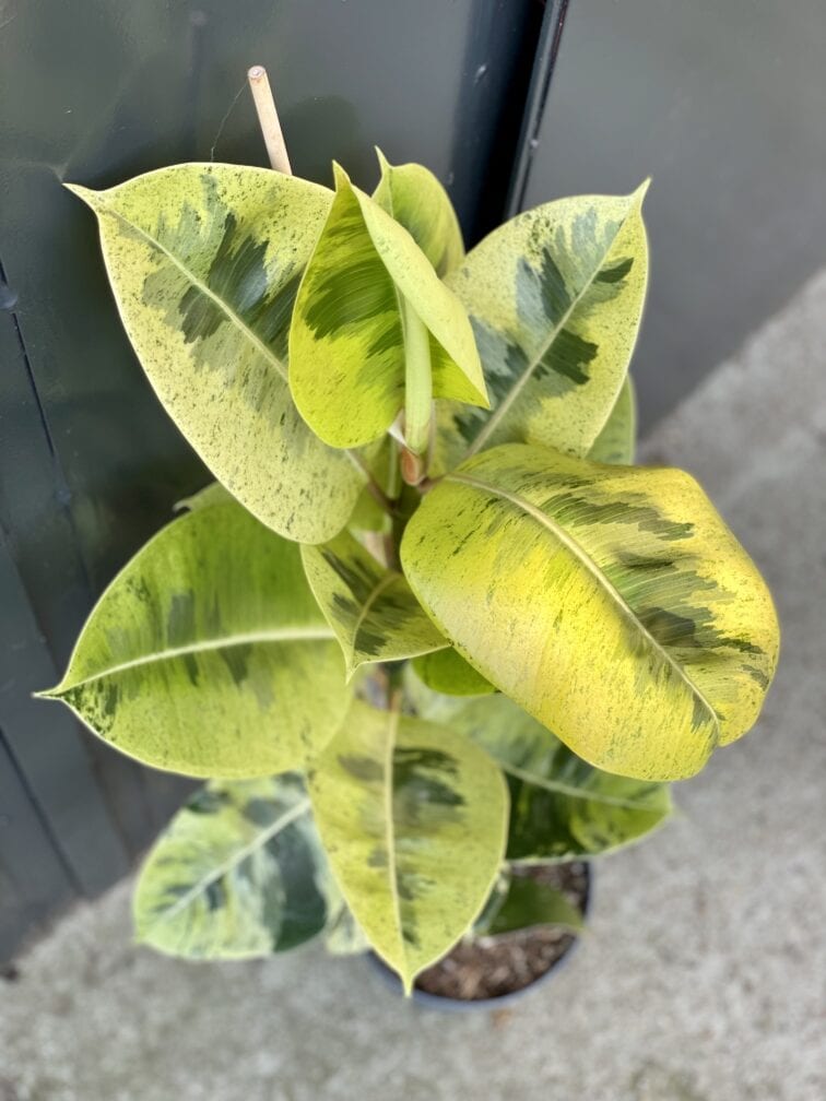 Zdjęcie rośliny Ficus elastica Moonshine, ujęcie 1