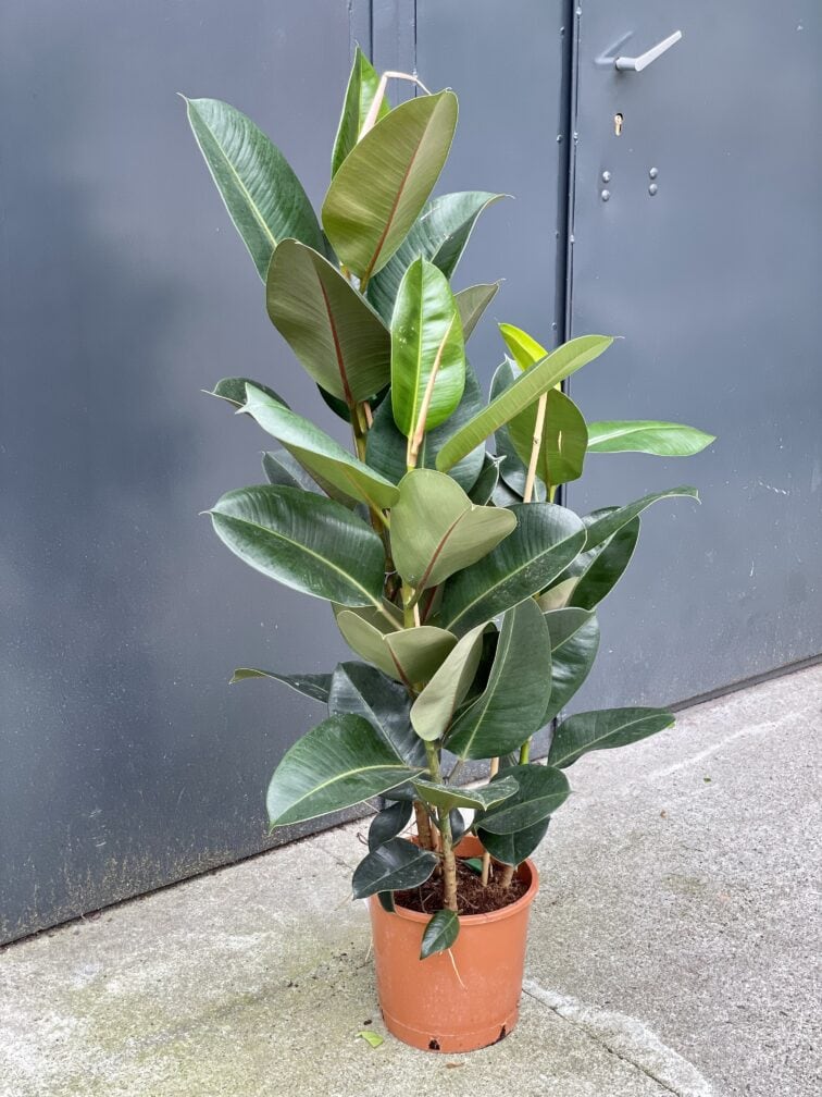 ficus-elastica-robusta_24x120-1_1632557778.jpg Zdjęcie rośliny Ficus elastica Robusta, ujęcie 1