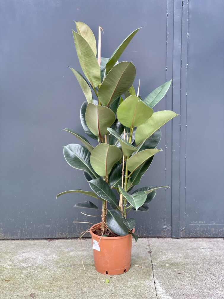 Zdjęcie rośliny Ficus elastica Robusta, ujęcie 2