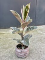 Zdjęcie rośliny Ficus Elastica Tineke, ujęcie 1