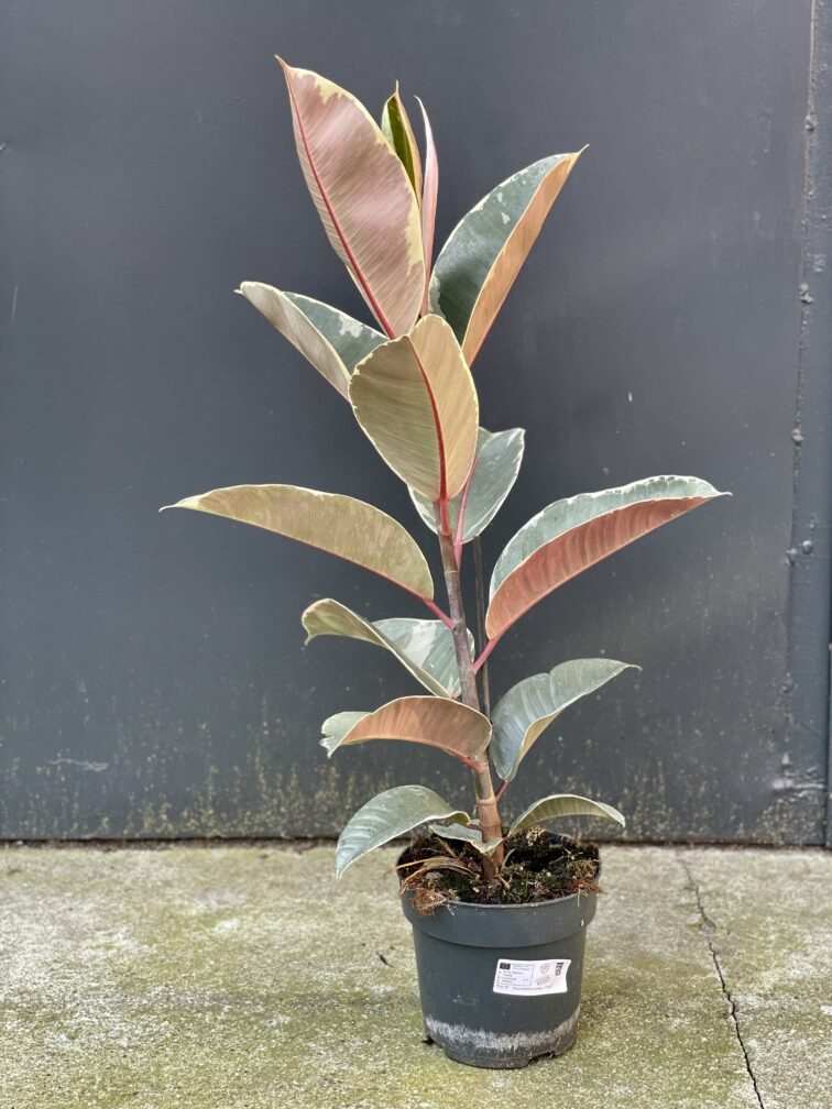 Zdjęcie rośliny Ficus Elastica Tineke, ujęcie 2