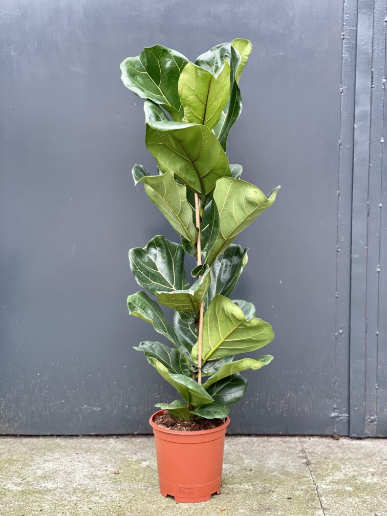 ficus-lyrata_21x100-1_1630135853.jpg Zdjęcie rośliny Ficus Lyrata (Figowiec Lirolistny / Dębolistny), ujęcie 1