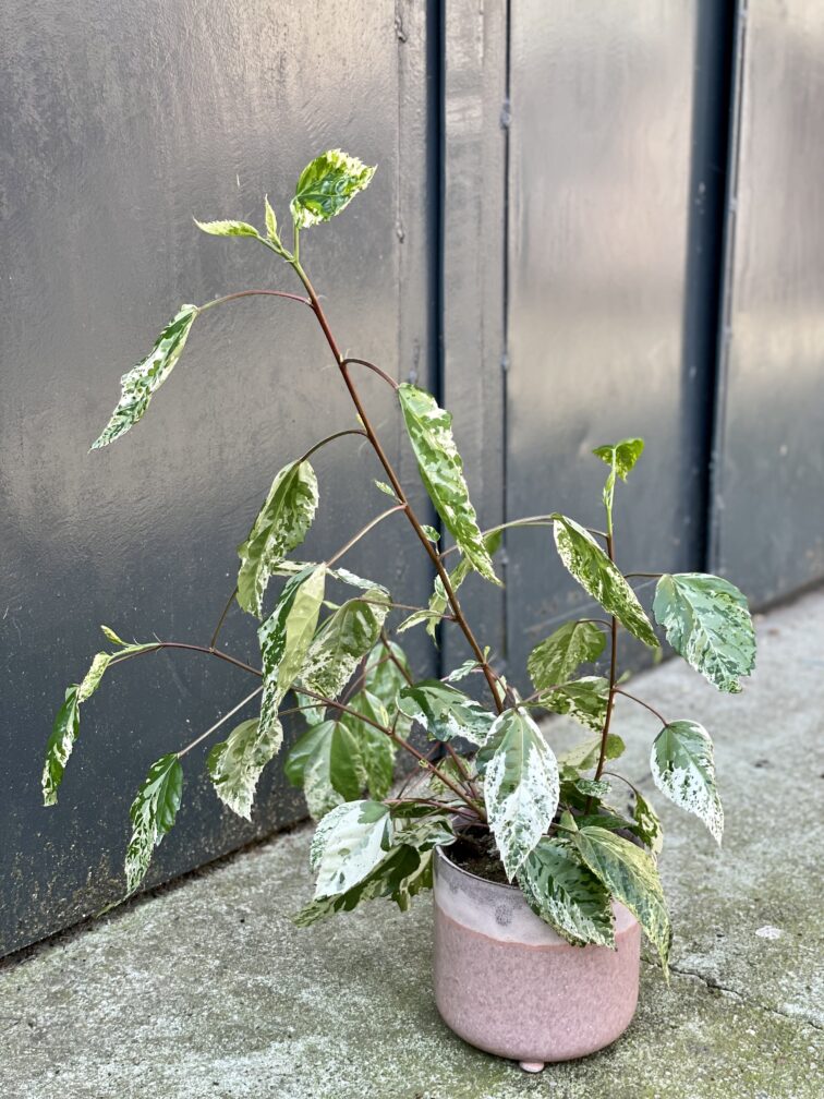 Zdjęcie rośliny Hibiscus rosa-sinensis variegatus, ujęcie 1