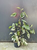 Zdjęcie rośliny Hibiscus rosa-sinensis variegatus, ujęcie 2