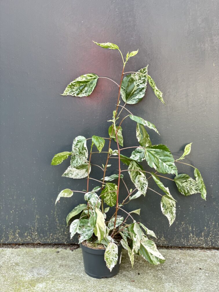 Zdjęcie rośliny Hibiscus rosa-sinensis variegatus, ujęcie 2