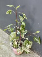 Zdjęcie rośliny Hibiscus rosa-sinensis variegatus, ujęcie 3
