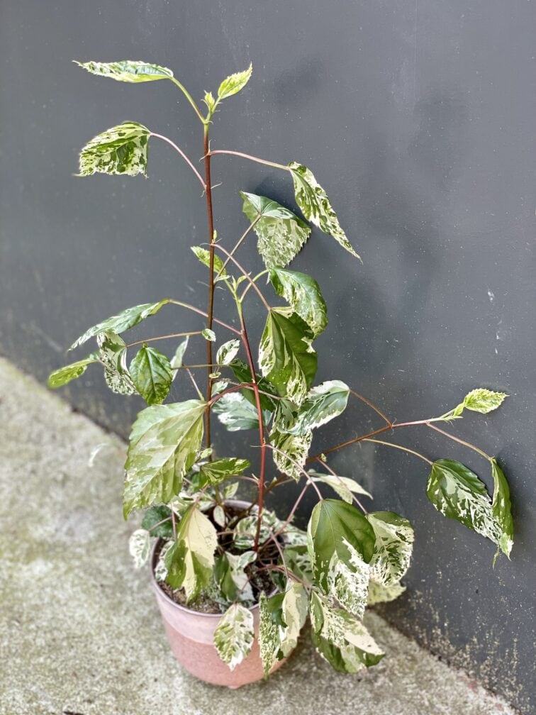 Zdjęcie rośliny Hibiscus rosa-sinensis variegatus, ujęcie 3