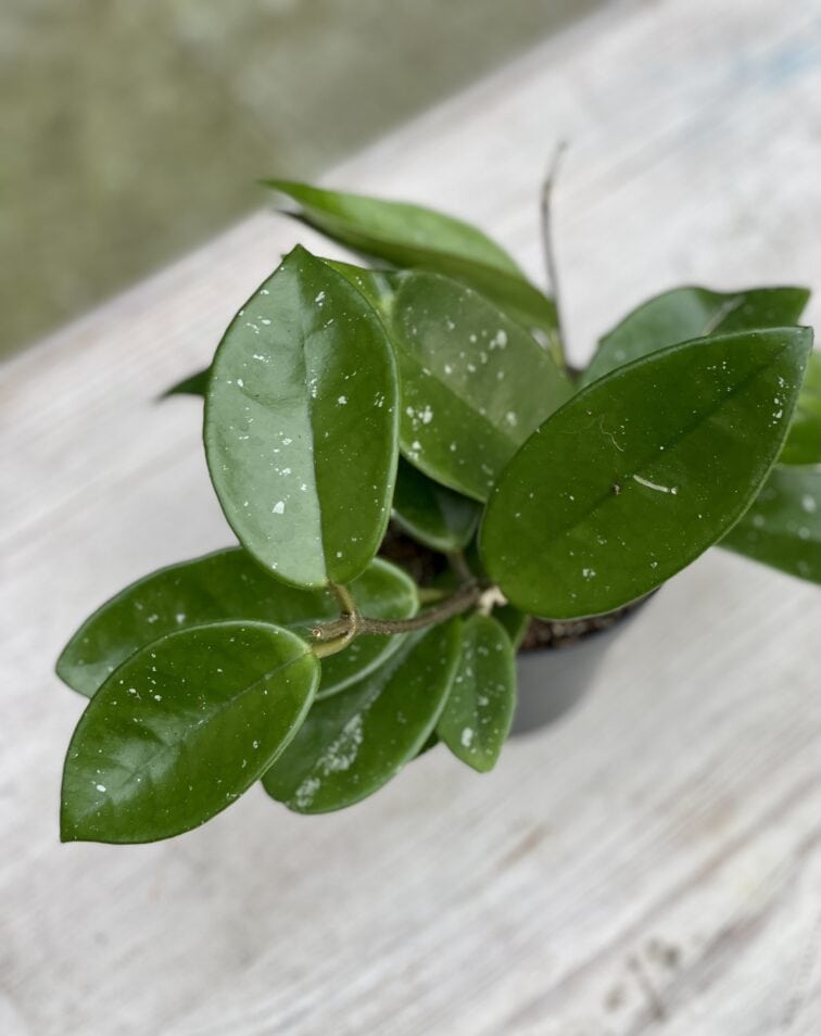 Zdjęcie rośliny Hoya Fungii, ujęcie 3