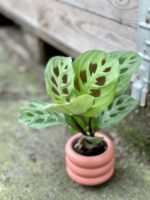 Zdjęcie rośliny Marantha Leuconeura Kerchoveana, ujęcie 1