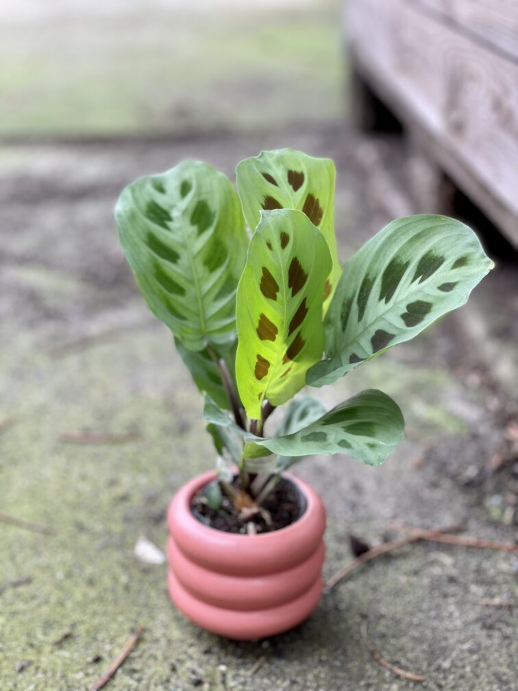 Zdjęcie rośliny Marantha Leuconeura Kerchoveana, ujęcie 2