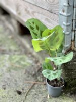 Zdjęcie rośliny Marantha Leuconeura Kerchoveana, ujęcie 3