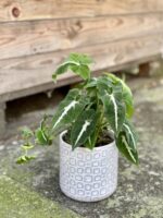 Zdjęcie doniczki lub oslonki: Osłonka Ice Cube 12x13&nbsp;cm, ujęcie 2