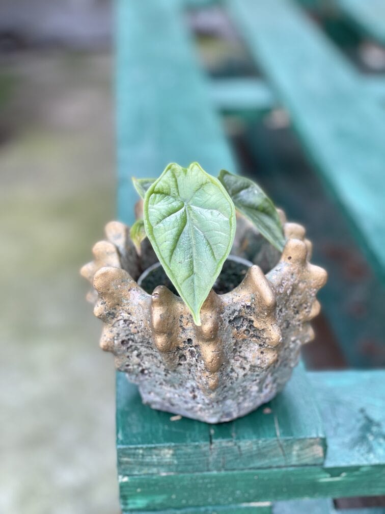 Zdjęcie doniczki lub oslonki: Osłonka Lordran 7x8&nbsp;cm, ujęcie 2