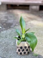 Zdjęcie doniczki lub oslonki: Osłonka Prince of Persia 5x8&nbsp;cm, ujęcie 2