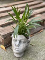 Zdjęcie rośliny Pachypodium Lamerei, ujęcie 1
