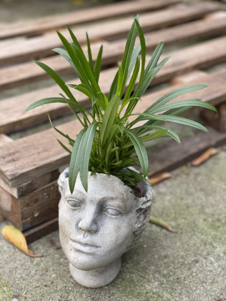 Zdjęcie rośliny Pachypodium Lamerei, ujęcie 1