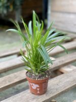 Zdjęcie rośliny Pachypodium Lamerei, ujęcie 2