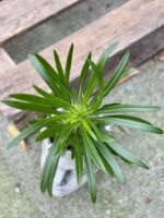 Zdjęcie rośliny Pachypodium Lamerei, ujęcie 3