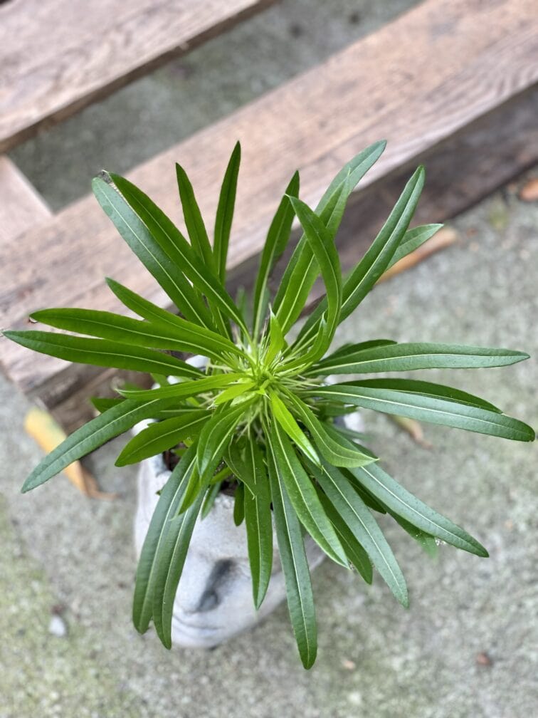 Zdjęcie rośliny Pachypodium Lamerei, ujęcie 3