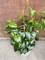 Zdjęcie rośliny Parthenocissus quadrangularis, ujęcie 1