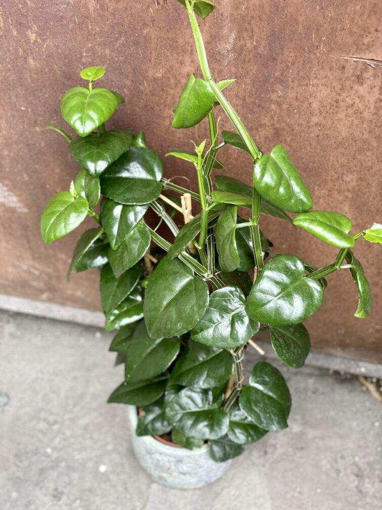 Zdjęcie rośliny Parthenocissus quadrangularis, ujęcie 2