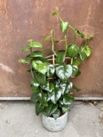 Zdjęcie rośliny Parthenocissus quadrangularis, ujęcie 3
