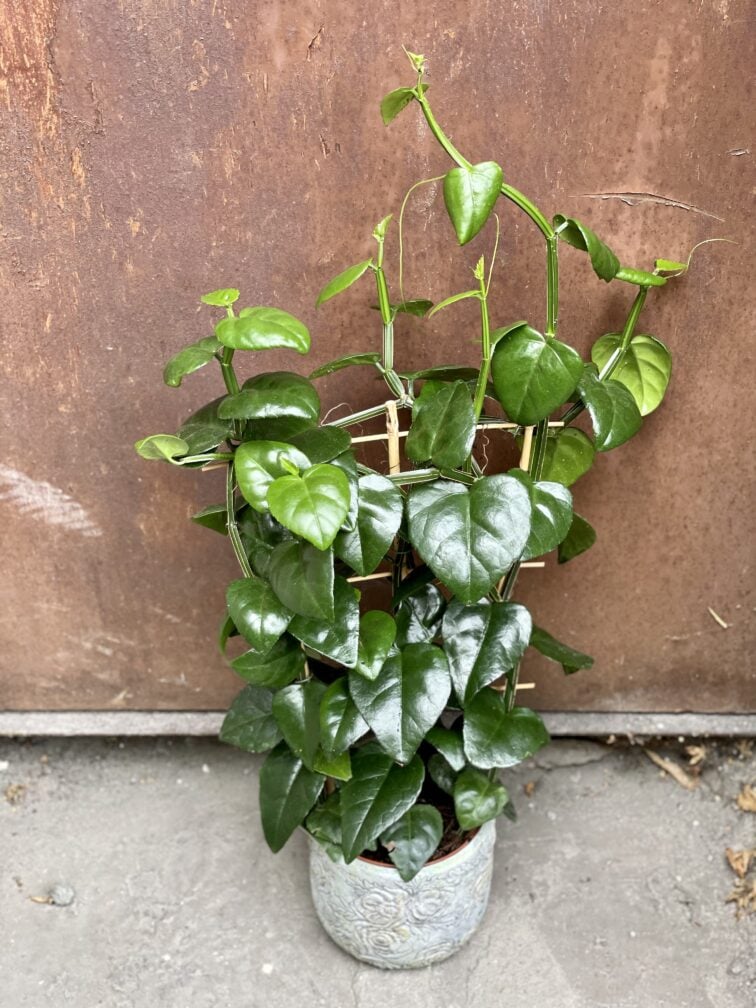 Zdjęcie rośliny Parthenocissus quadrangularis, ujęcie 3