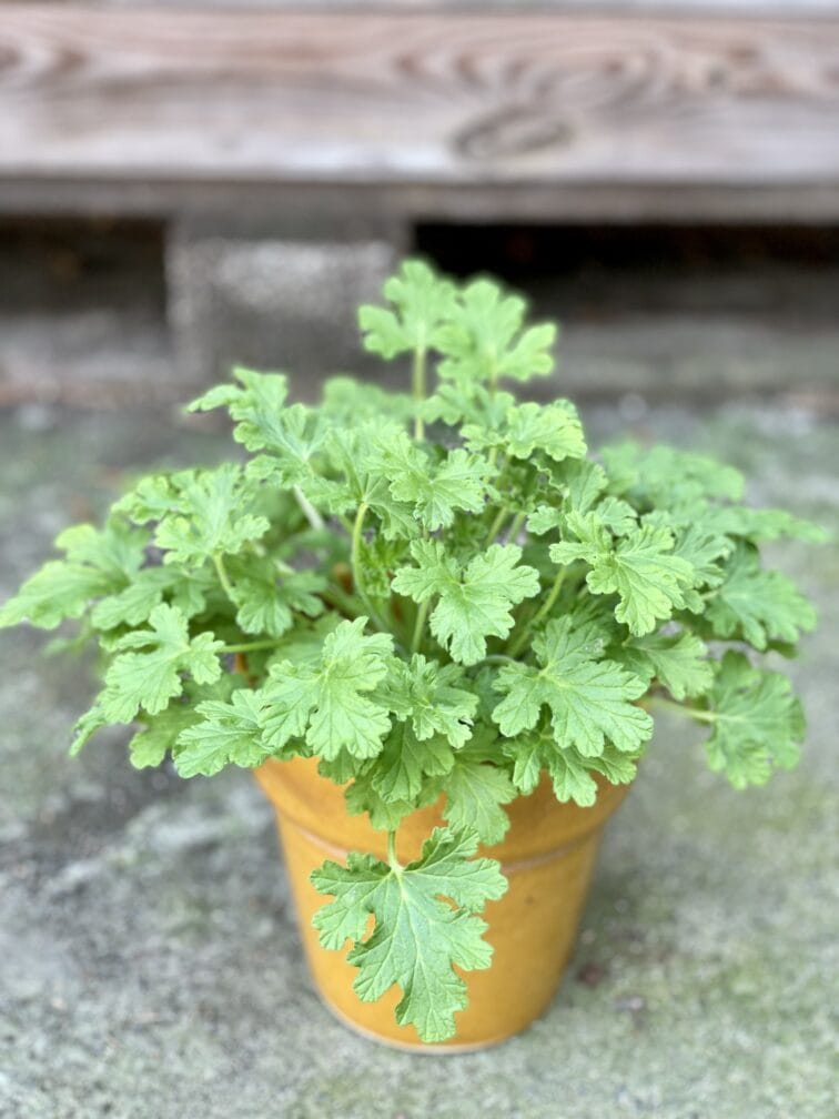 pelargonium-graveolens-lemon-tree_12x24-1_1630750586.jpg Zdjęcie rośliny Pelargonium graveolens Lemon tree (Geranium), ujęcie 1