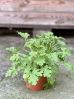 Zdjęcie rośliny Pelargonium graveolens Lemon tree (Geranium), ujęcie 2