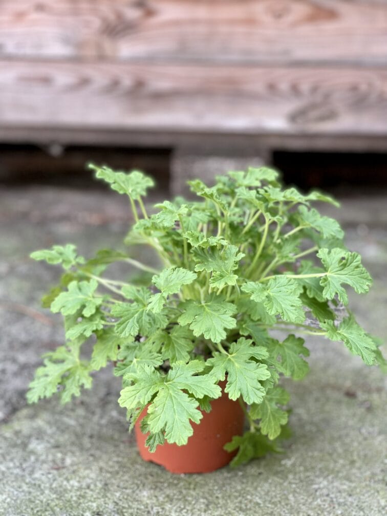 Zdjęcie rośliny Pelargonium graveolens Lemon tree (Geranium), ujęcie 2