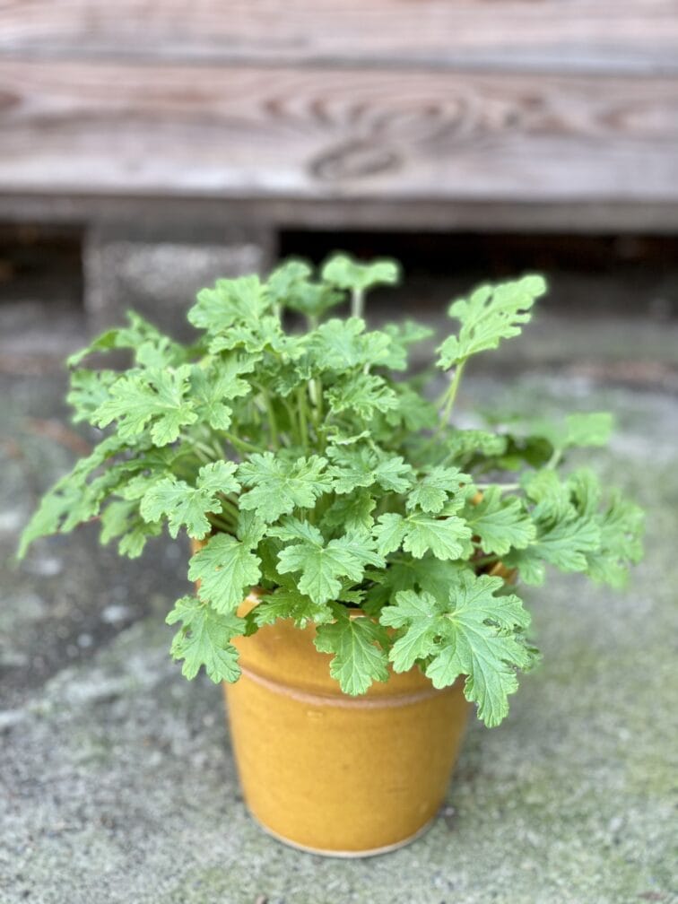 Zdjęcie rośliny Pelargonium graveolens Lemon tree (Geranium), ujęcie 3
